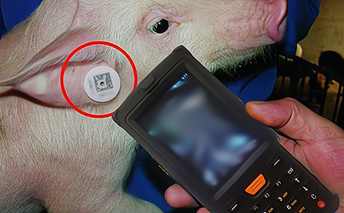 RFID手持机用于生猪养殖动物管理